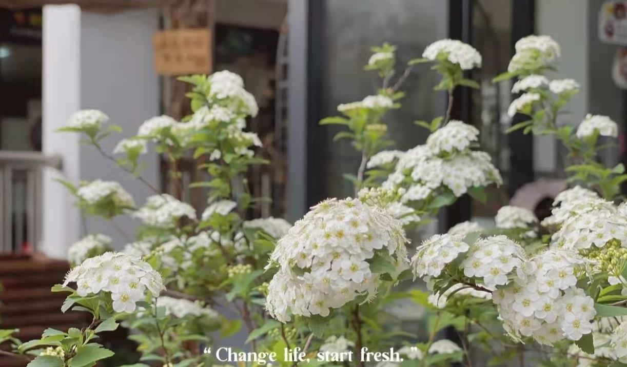 杏盛平台集成灶美好春天